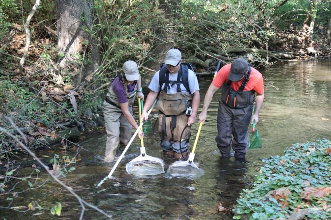 A shocking way to study stream health: MSD and electro-fishing