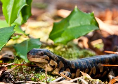 Salamander in the forest