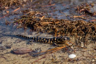 Salamander in water