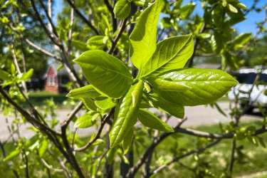 close up of a tree 