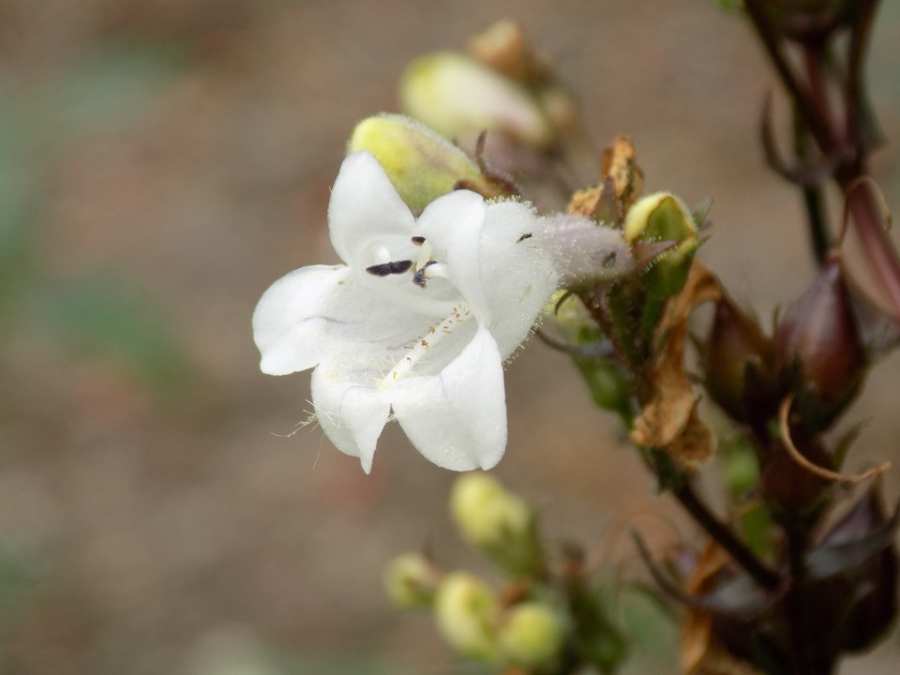 Beardtongue | MSD