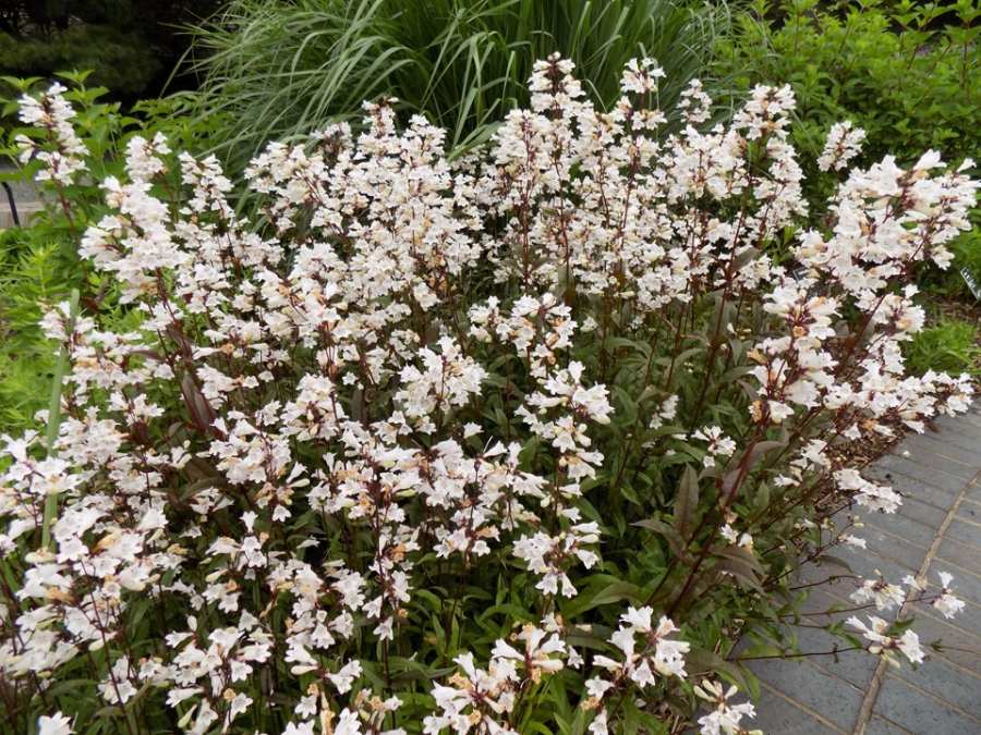Beardtongue | MSD