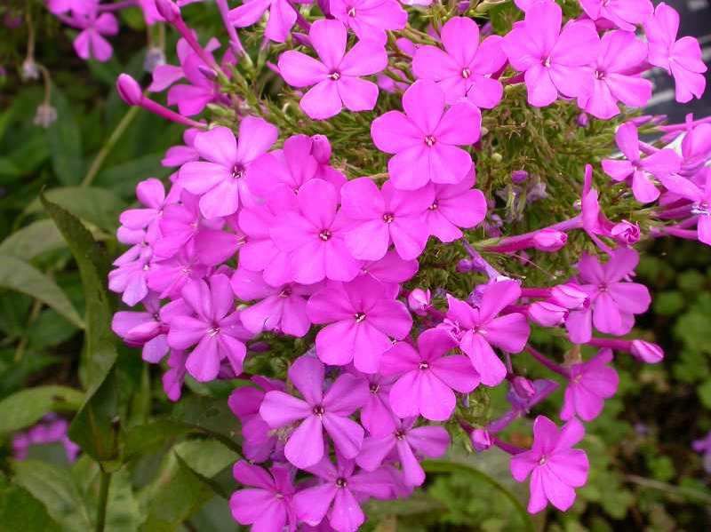 Phlox (Robert Poore) | MSD