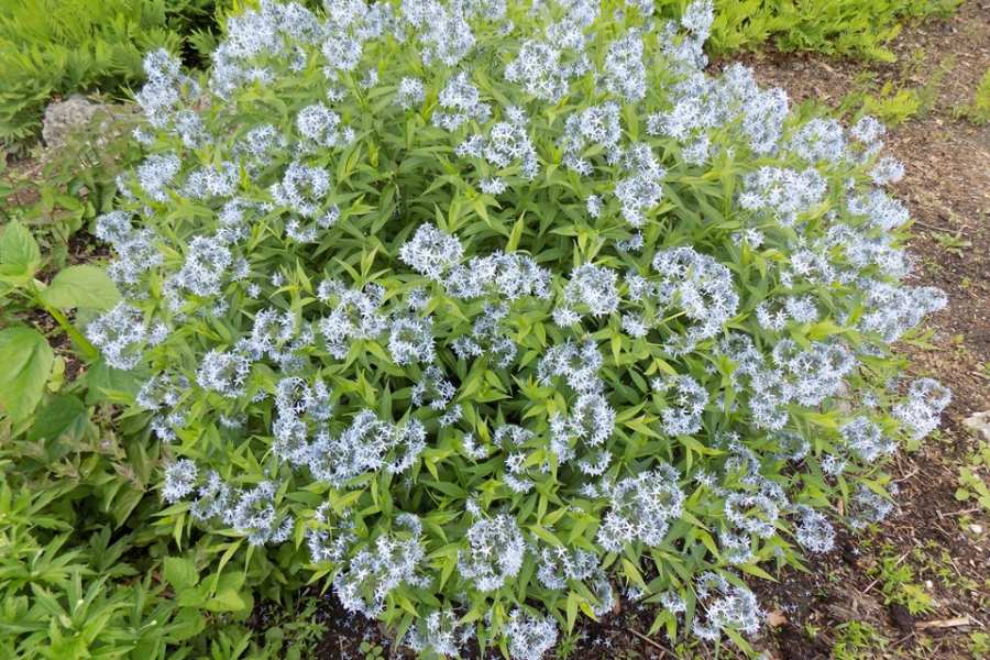 Eastern Bluestar