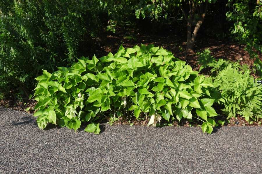 Jack-In-The-Pulpit