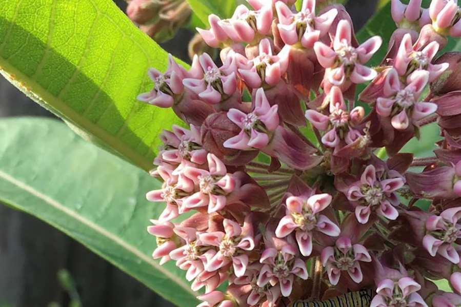 Common Milkweed