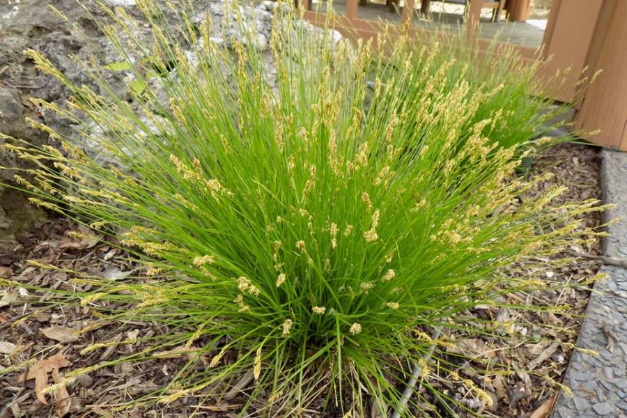 Brome-like Sedge