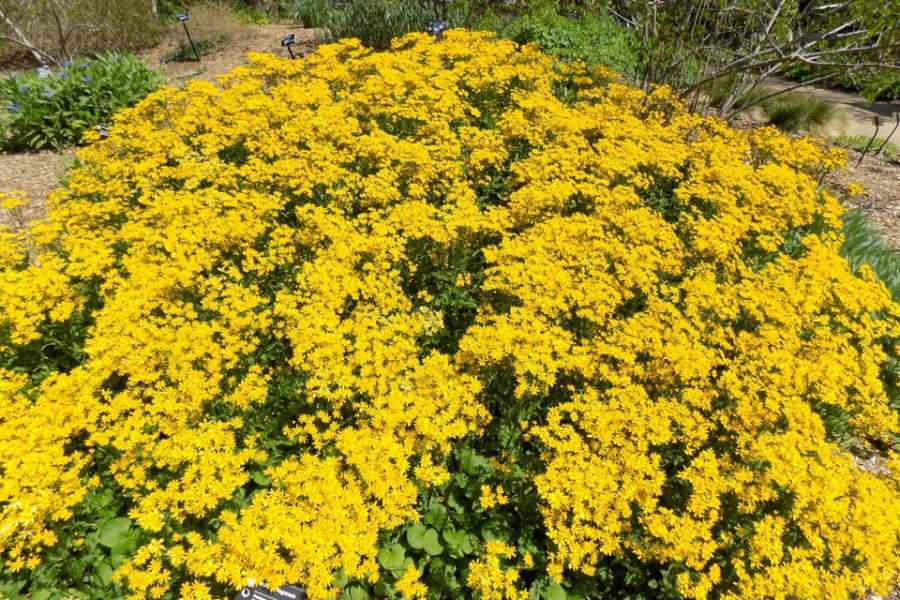 Golden Ragwort