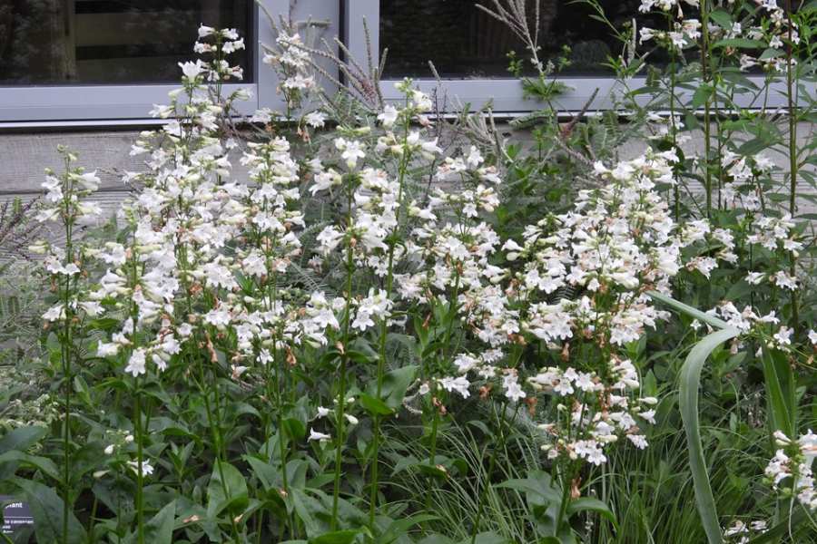 Foxglove Beardtongue