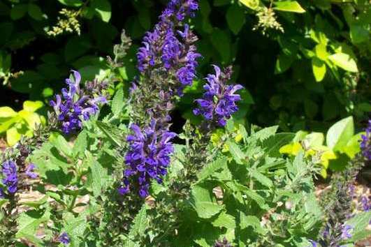 Salvia
