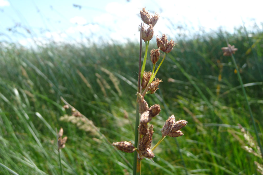 Hard-Stemmed Bulrush