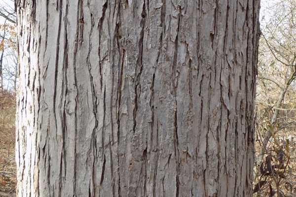 Silver Maple bark