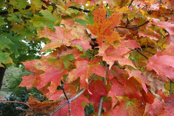 Sugar Maple fall leaf