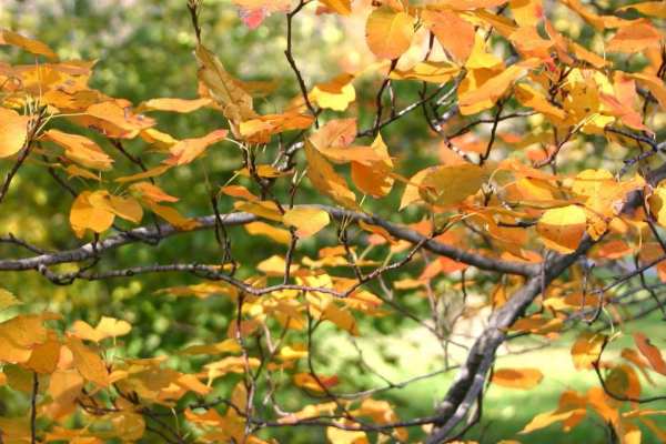 Allegheny Serviceberry fall leaf color