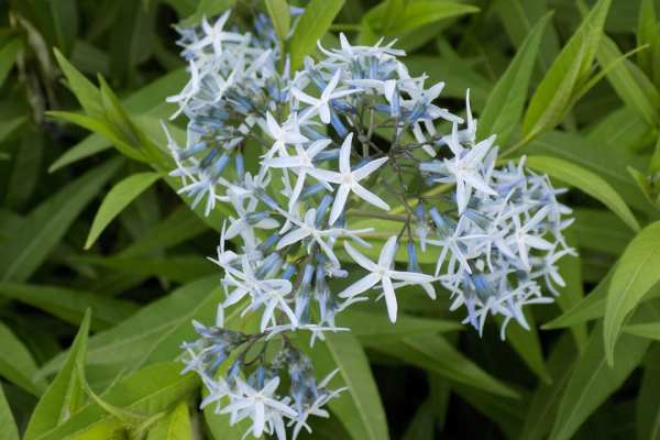 Eastern Bluestar