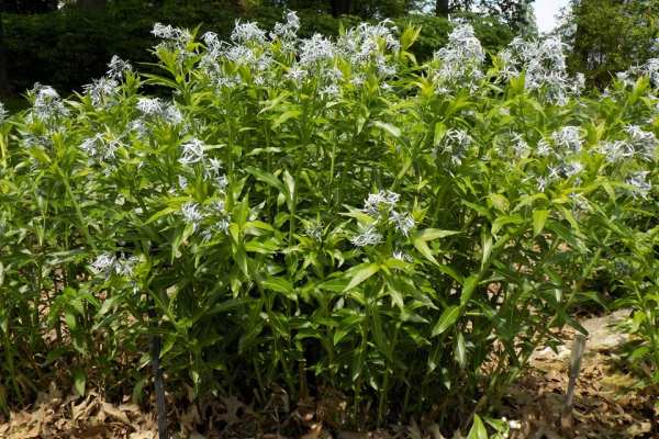 Eastern Bluestar