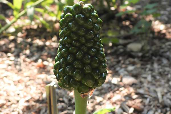 Jack-In-The-Pulpit