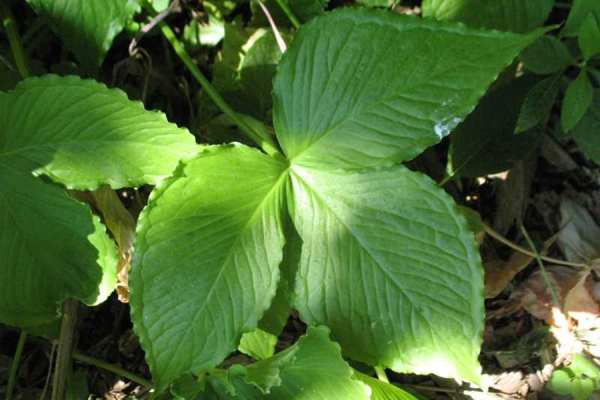 Jack-In-The-Pulpit