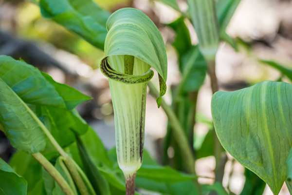 Jack-In-The-Pulpit