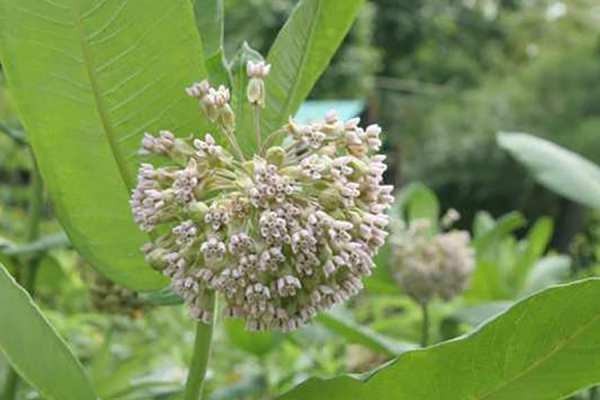 Common Milkweed