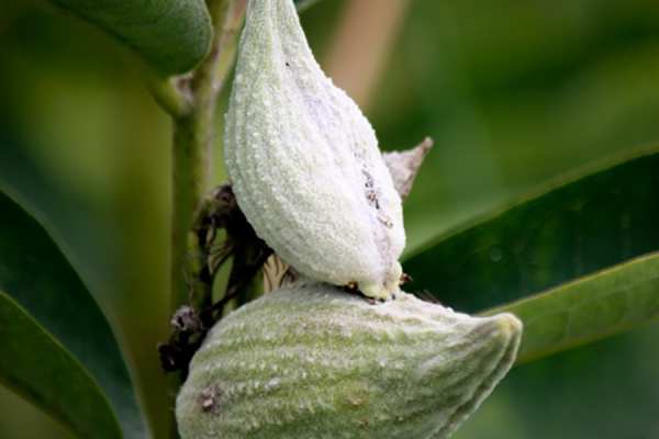 Common Milkweed