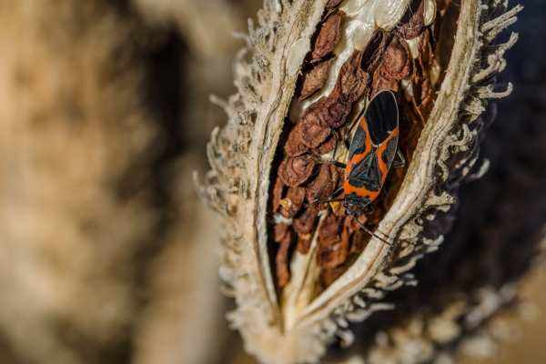 Common Milkweed