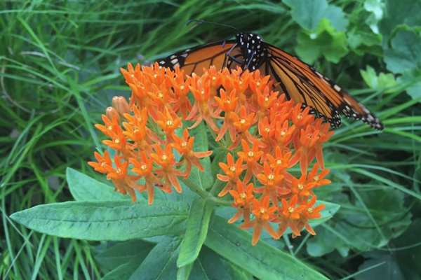 Butterfly Milkweed (with butterfly)