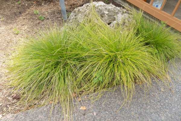 Brome-like Sedge