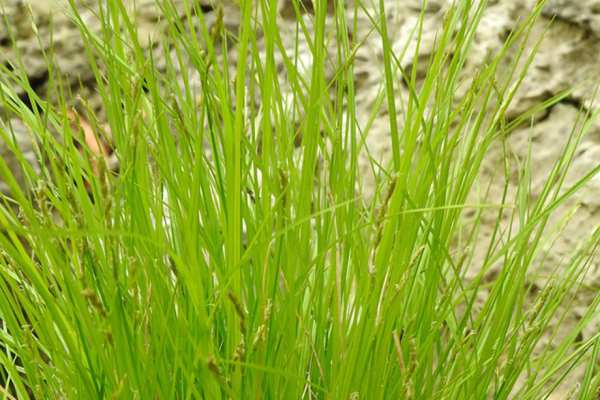 Brome-like Sedge