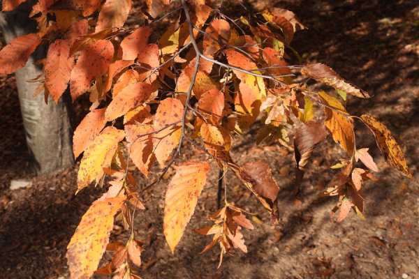 American Hornbeam fall foliage