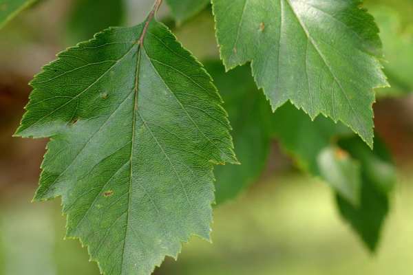 Green Hawthorn leaves