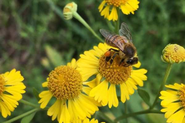 Sneezeweed with bee on flower