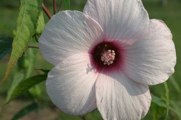 Smooth Rose Mallow