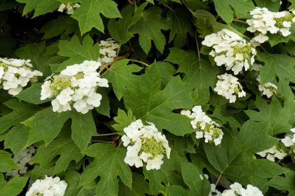 Oak-leaf Hydrangea