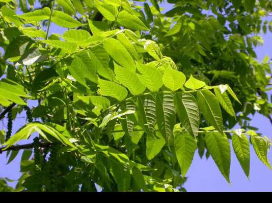 Black Walnut leaves