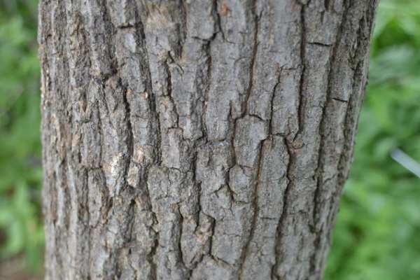 Sourwood bark