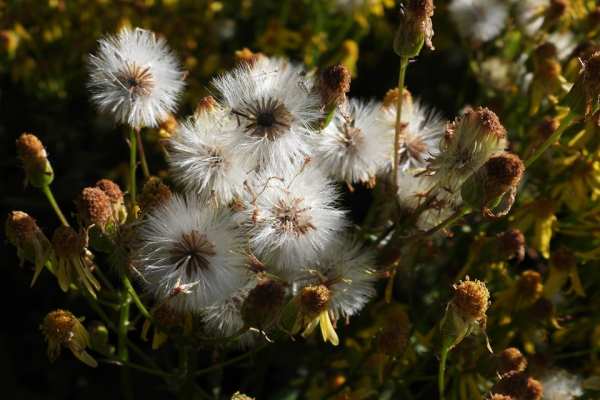 Golden Ragwort