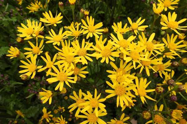 Golden Ragwort