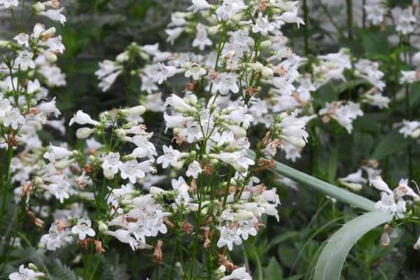 Foxglove Beardtongue