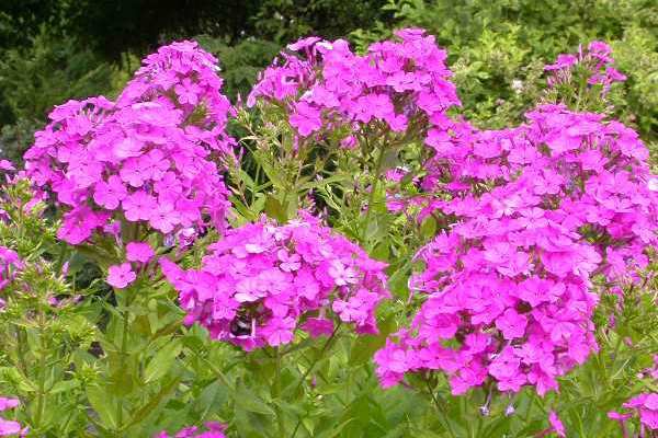 Phlox (Robert Poore) | MSD