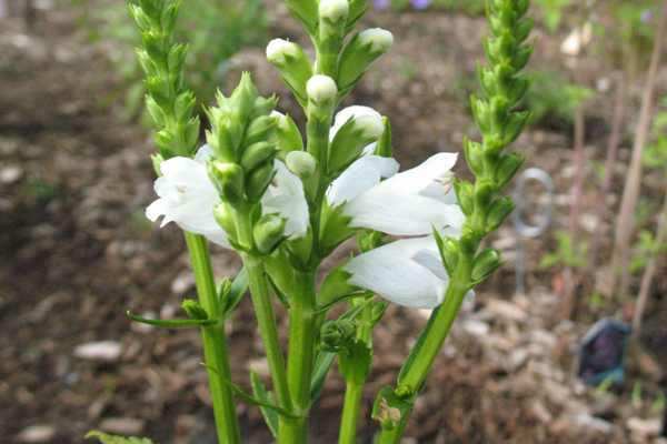 Obedient Plant (Miss Manners)