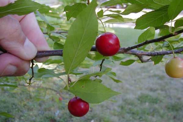 American Plum berries