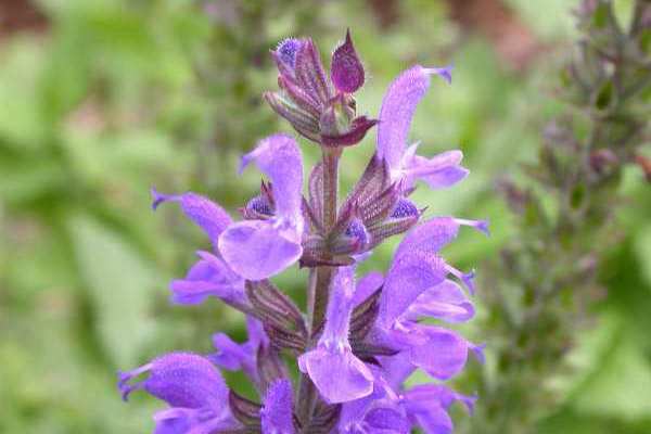 Salvia