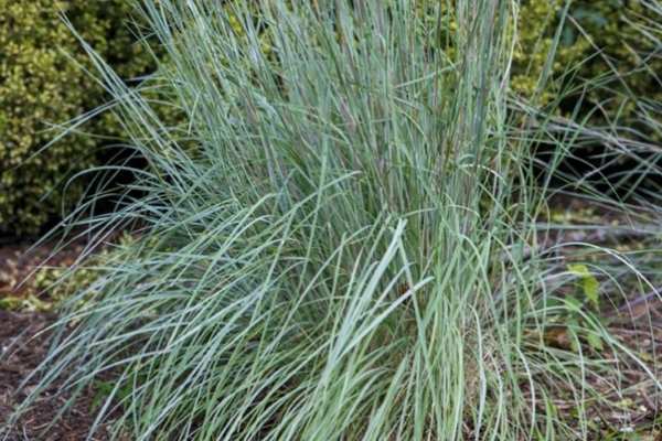 Little Bluestem