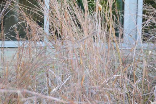 Little Bluestem