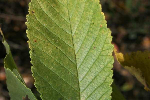 Slippery Elm leaf