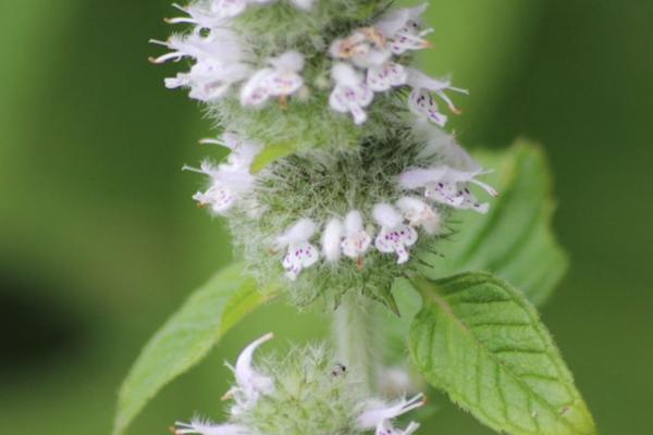 Hairy Wood Mint detail