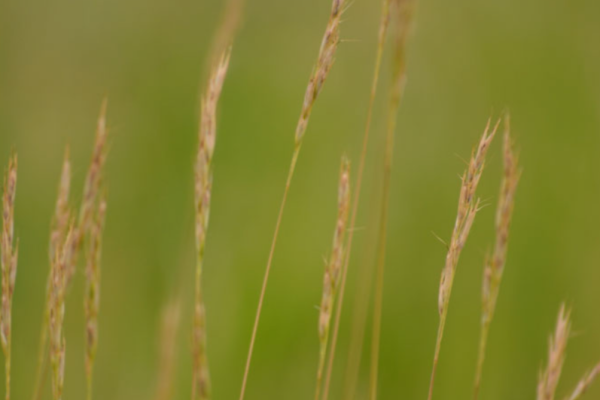 Poverty Grass detail
