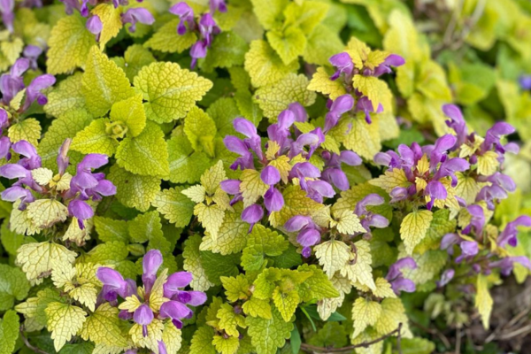 Spotted Dead nettle