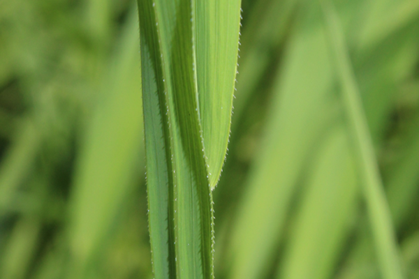 Rice Cutgrass